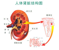 早泄都有什么症状